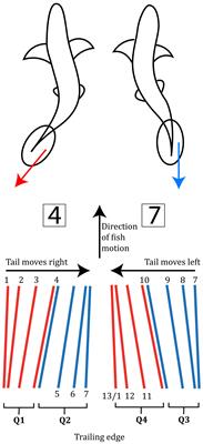 On an adaptation of the Reynolds number, applicable to body-caudal-fin aquatic locomotion